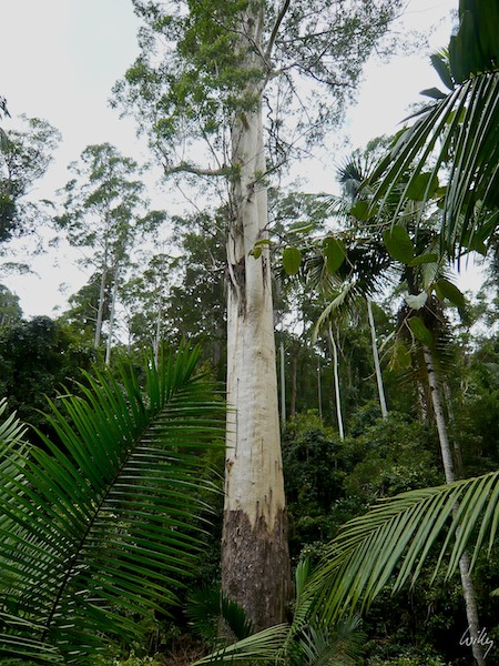 AustraliaEast 10  066